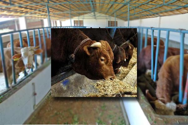 牧草烘干機(jī)烘干牛飼料飼喂圖